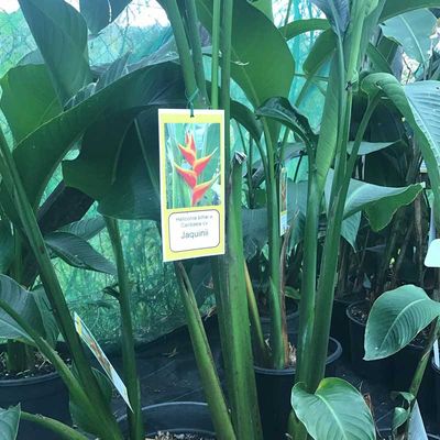 Plant with tag — Ornamental Plants in Northern Rivers, NSW