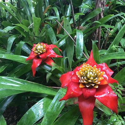 Blooming red flowers — Ornamental Plants in Northern Rivers, NSW