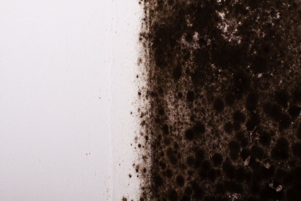 Black mold is a common form of toxic mold that grows under the right conditions inside of homes like yours. - Restoration 1 of Freehold