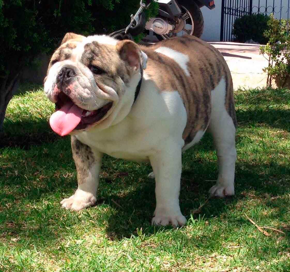 cachorro bulldog ingles