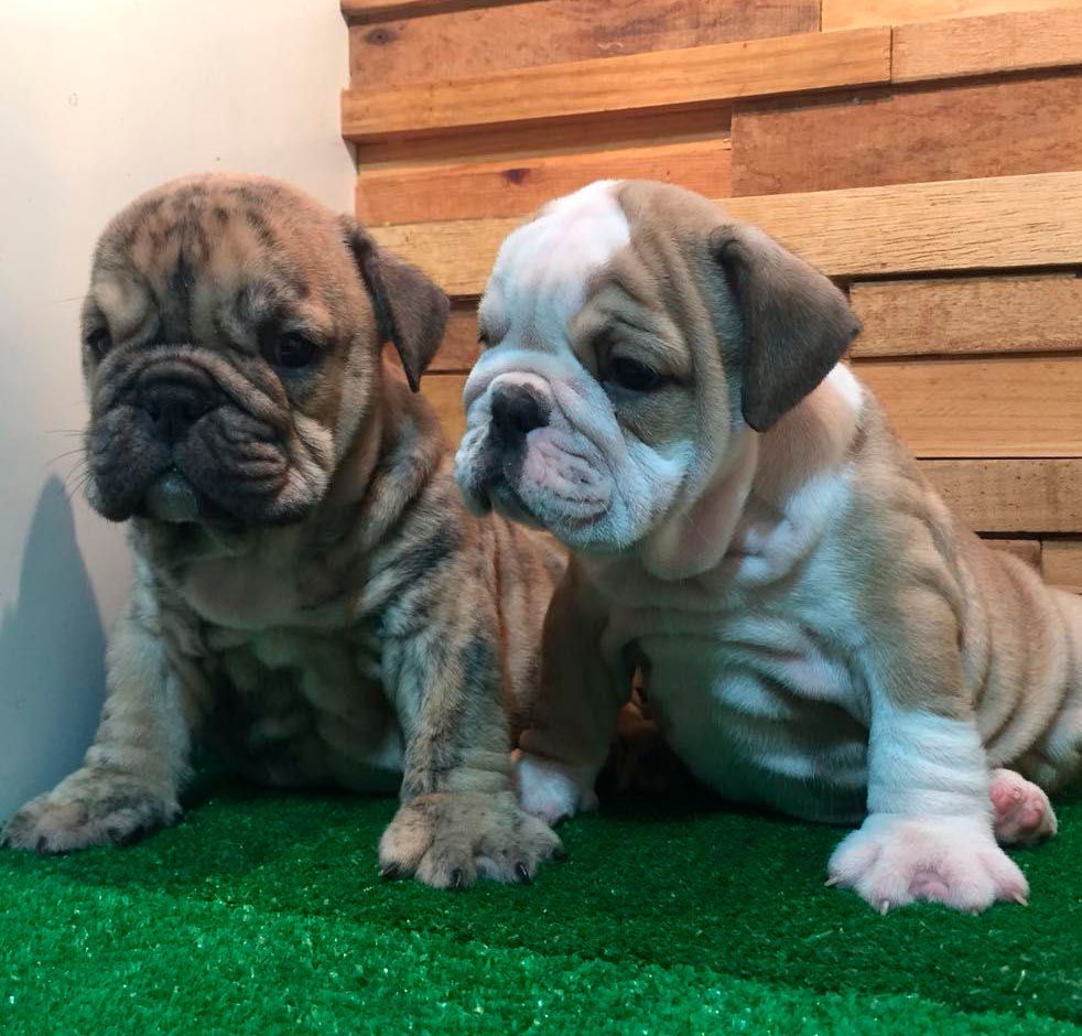 cachorro bulldog ingles