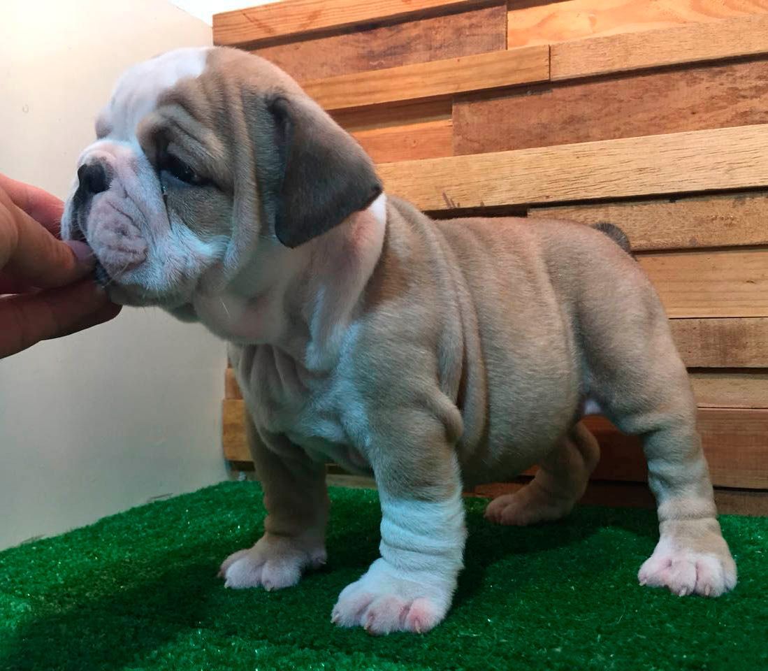 cachorro bulldog ingles