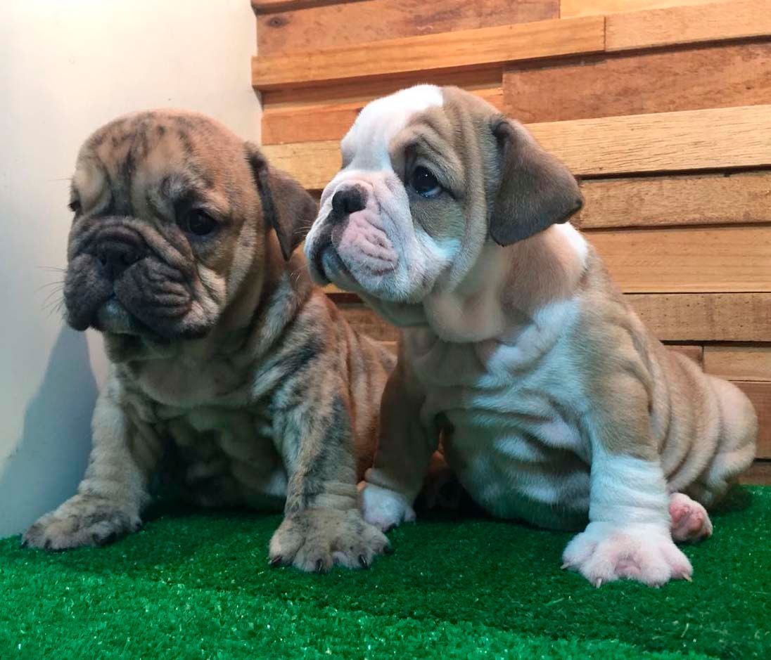 cachorro bulldog ingles