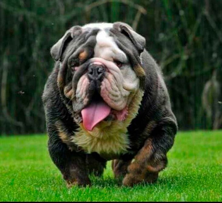 cachorro bulldog ingles