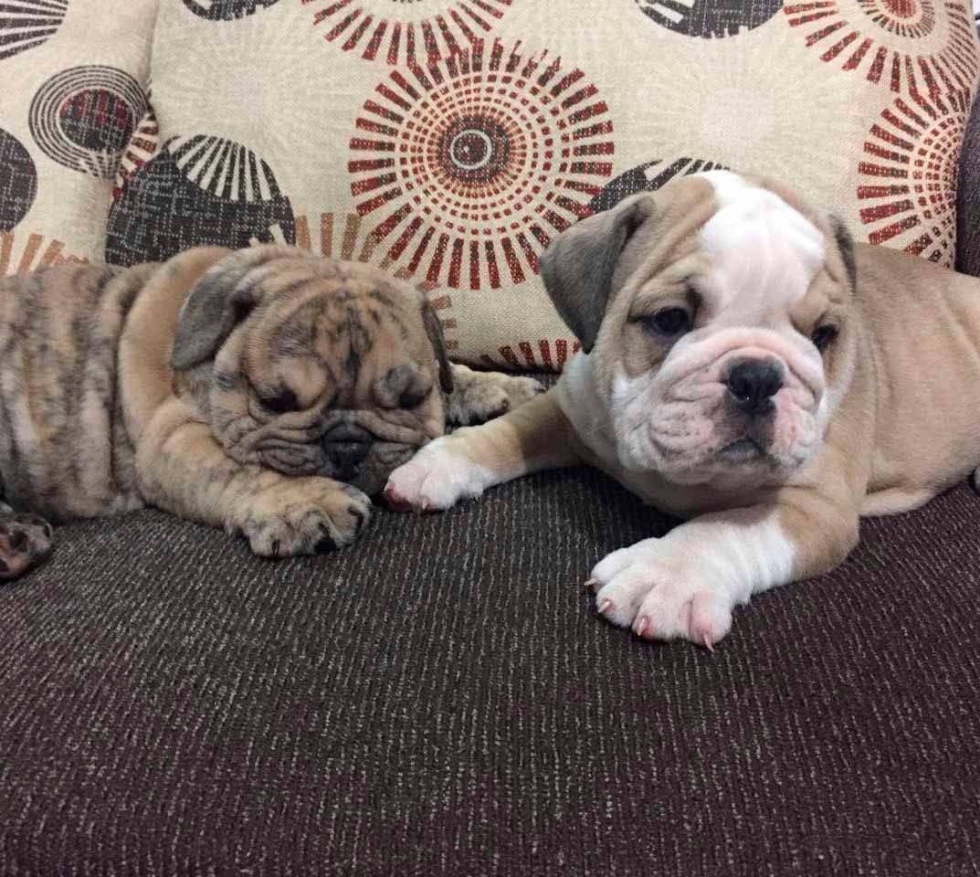 cachorro bulldog ingles