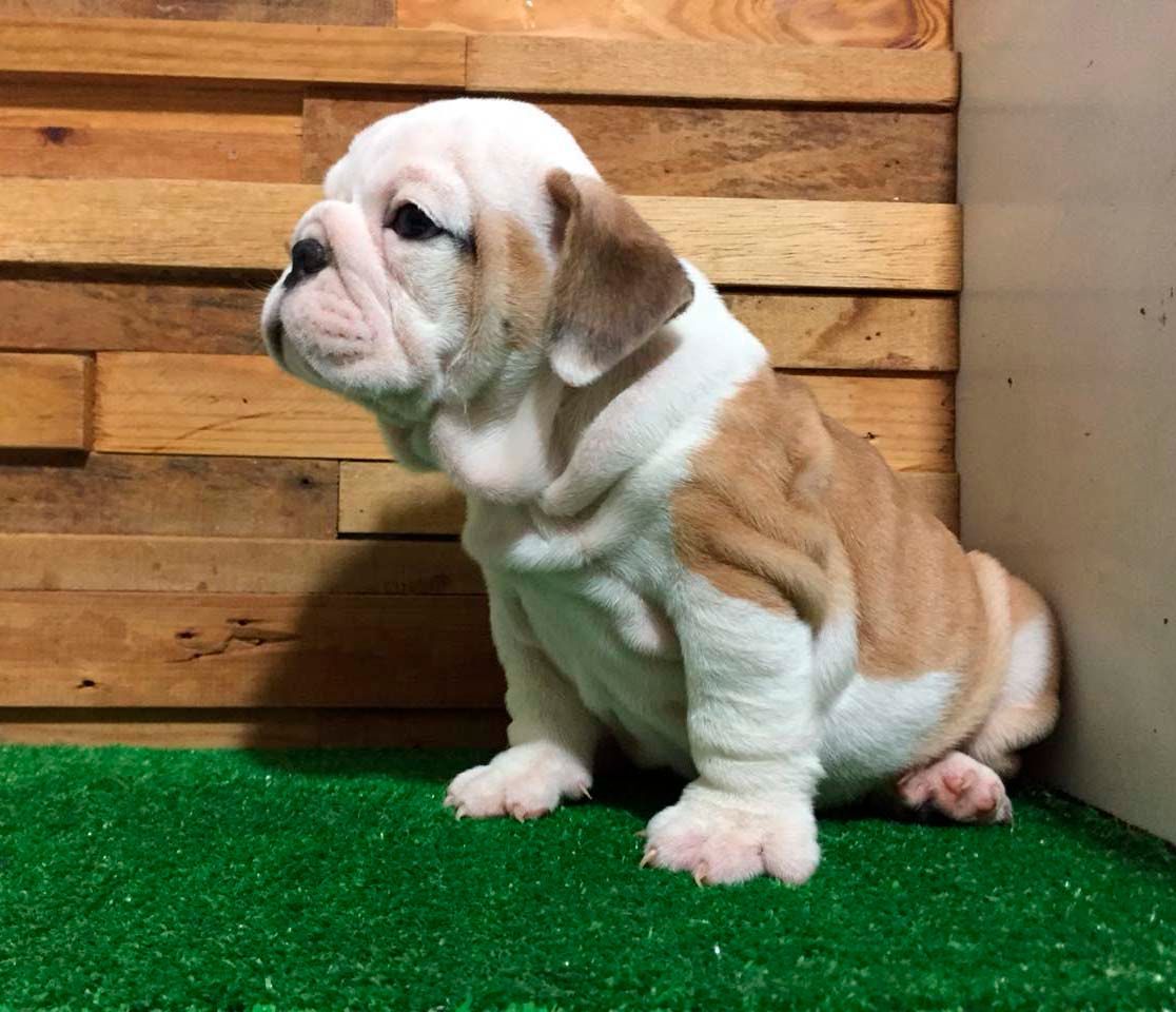 cachorro bulldog ingles