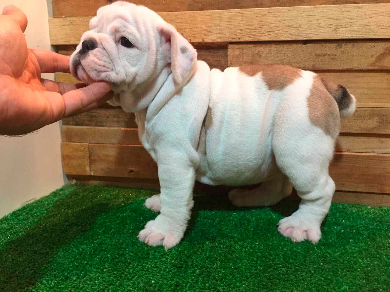 cachorro bulldog ingles