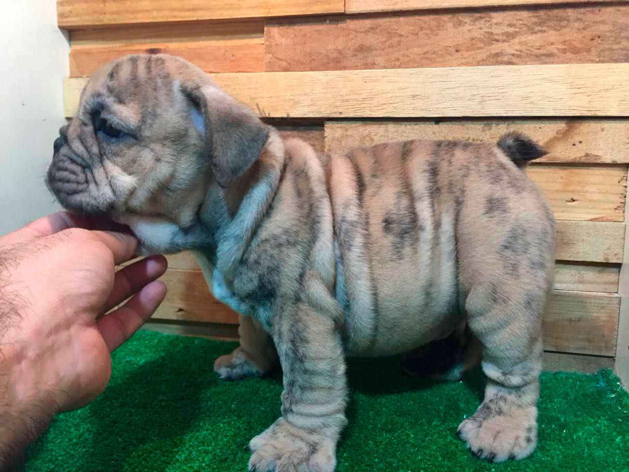 cachorro bulldog ingles