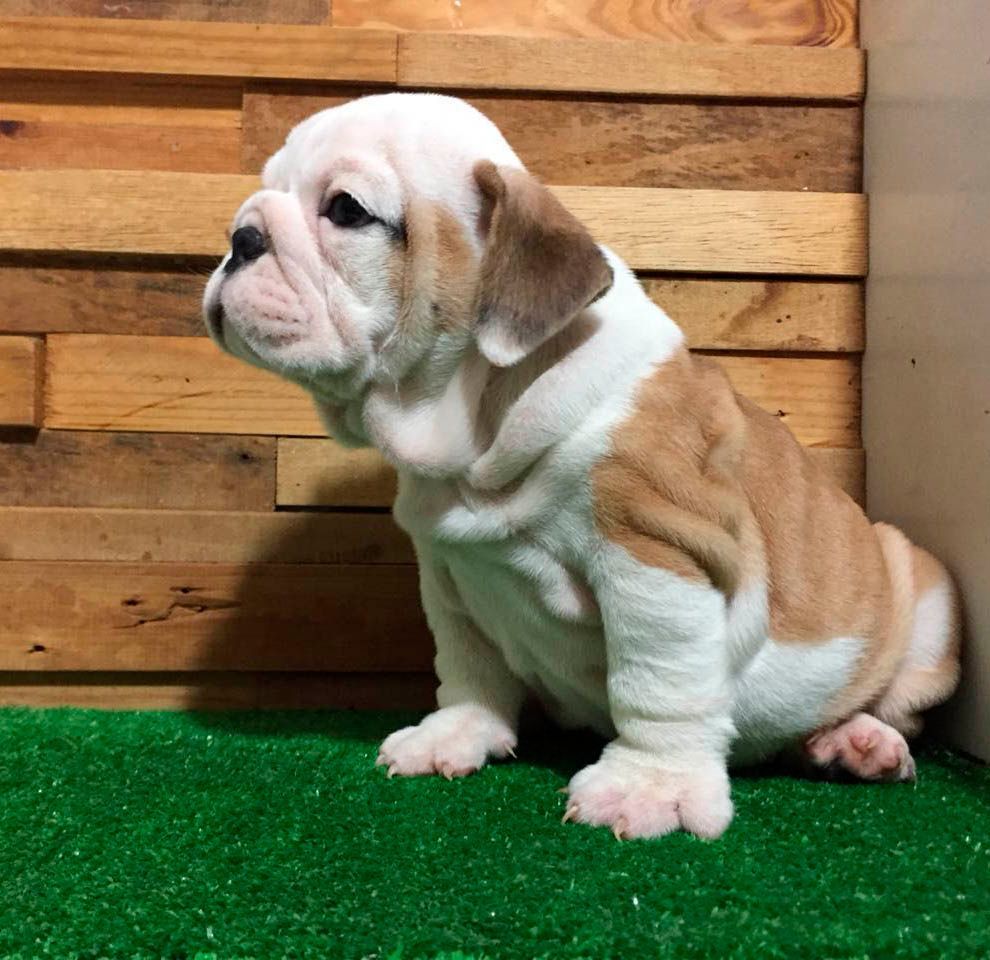 cachorro bulldog ingles