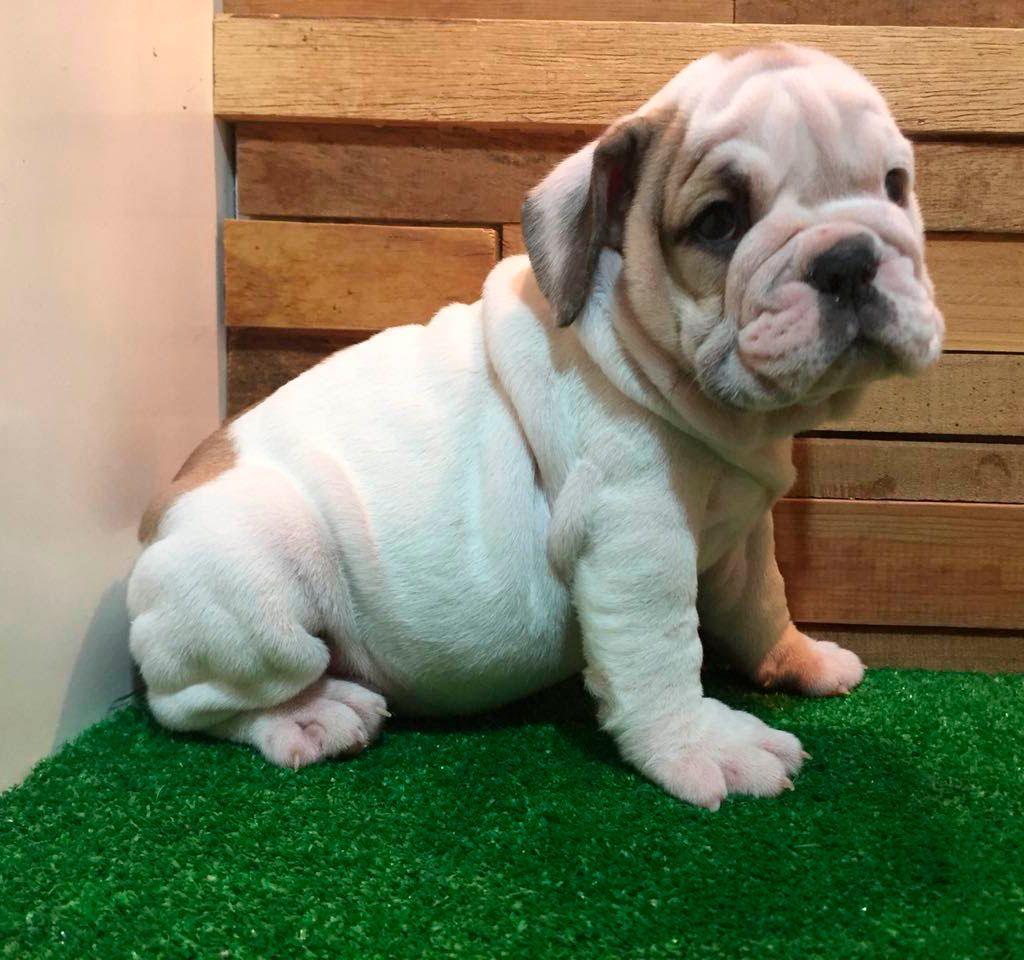 cachorro bulldog ingles