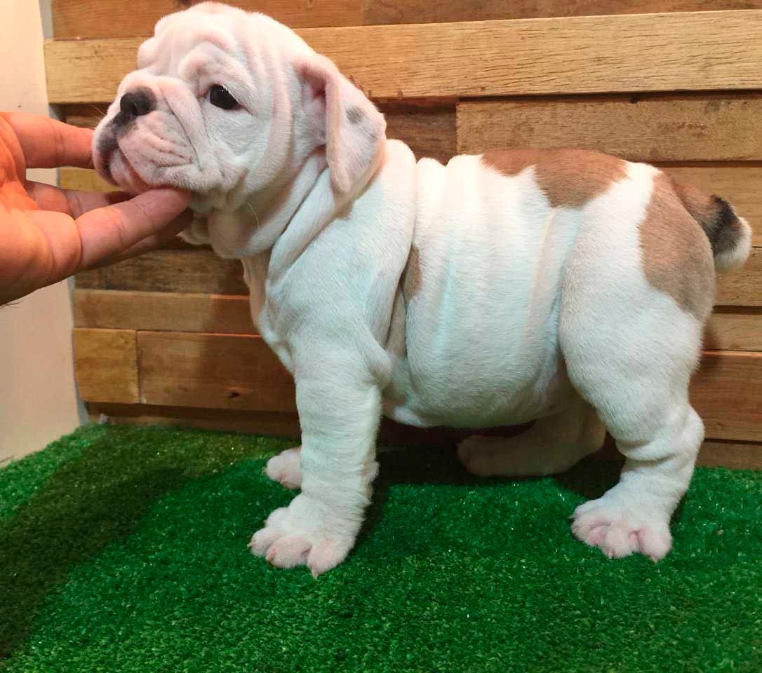 cachorro bulldog ingles