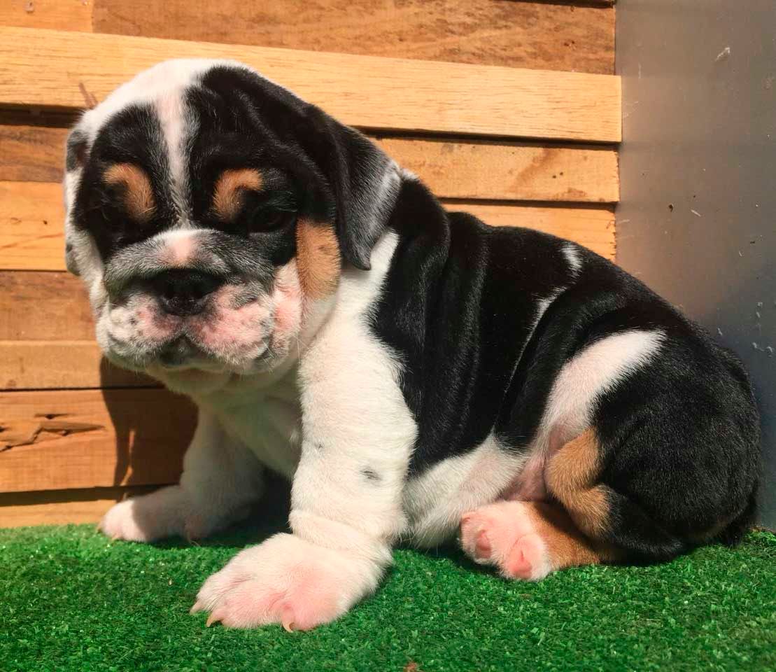 cachorro bulldog ingles