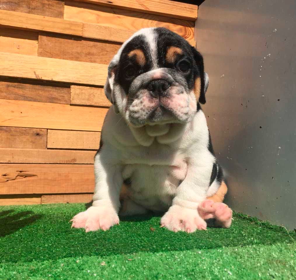 cachorro bulldog ingles