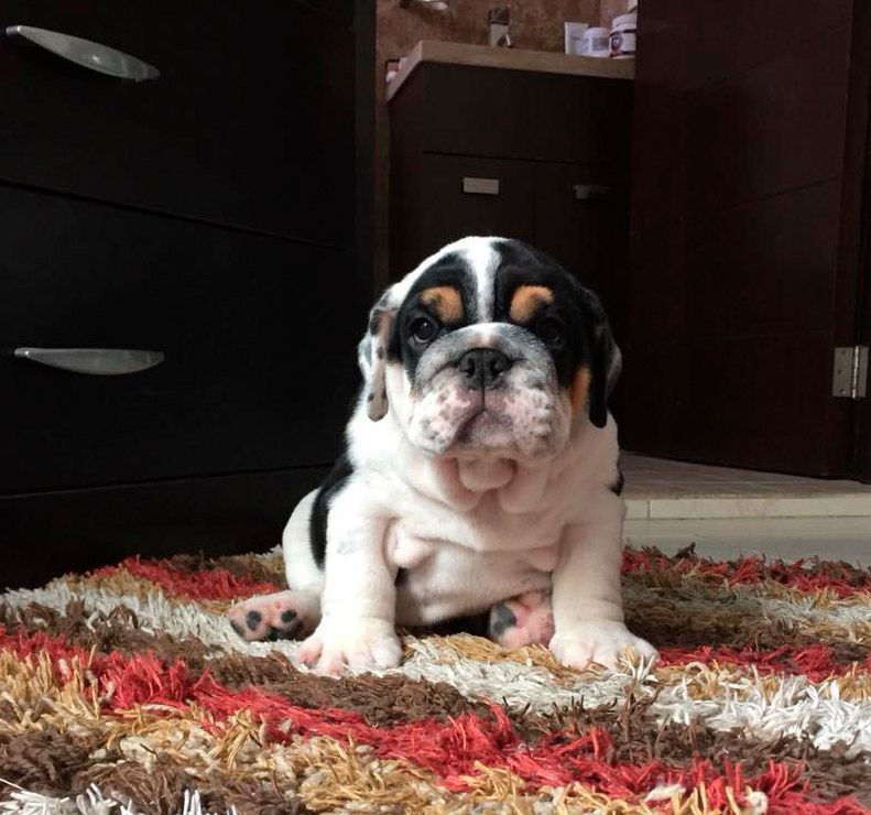 cachorro bulldog ingles