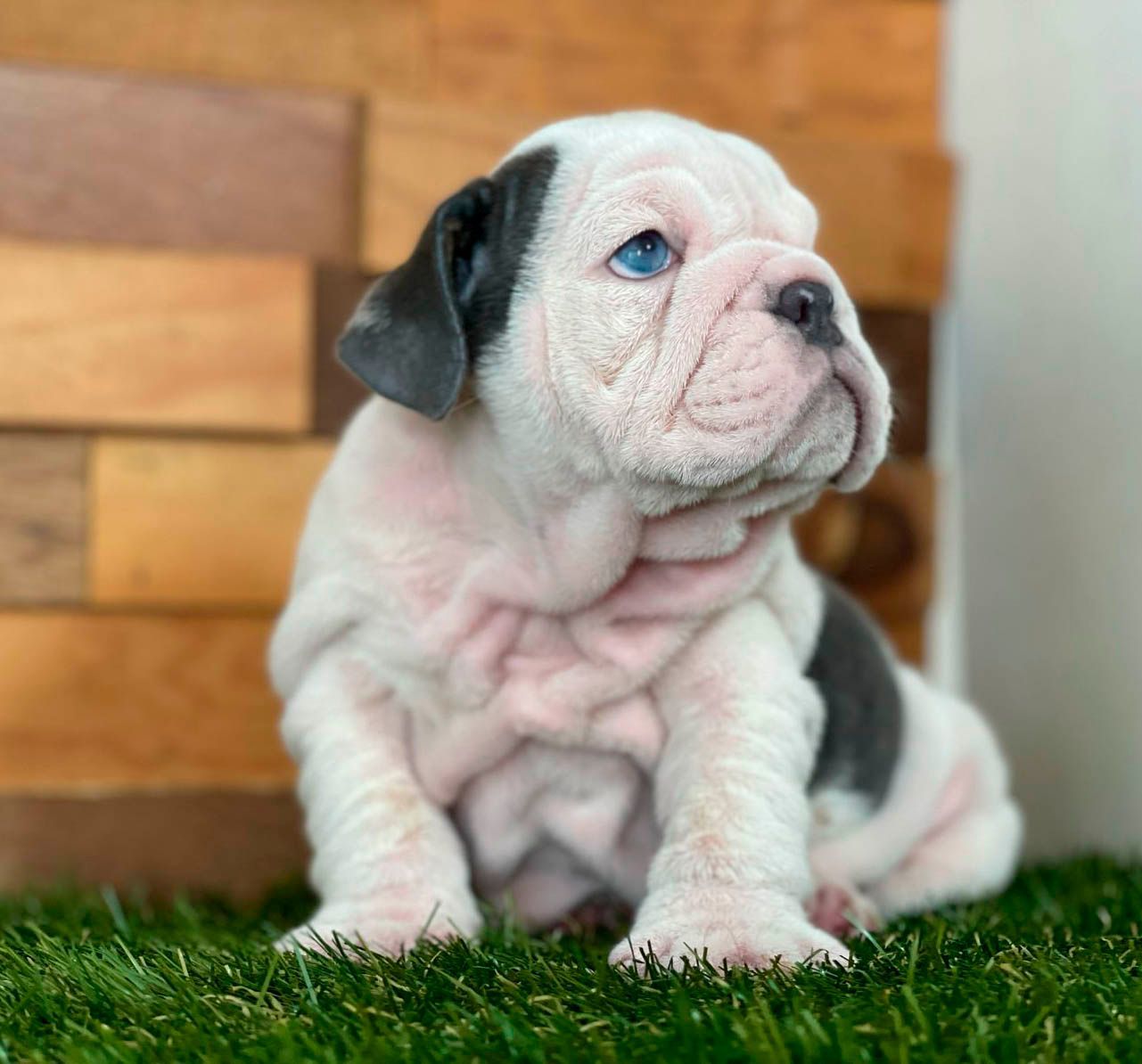 cachorro bulldog ingles