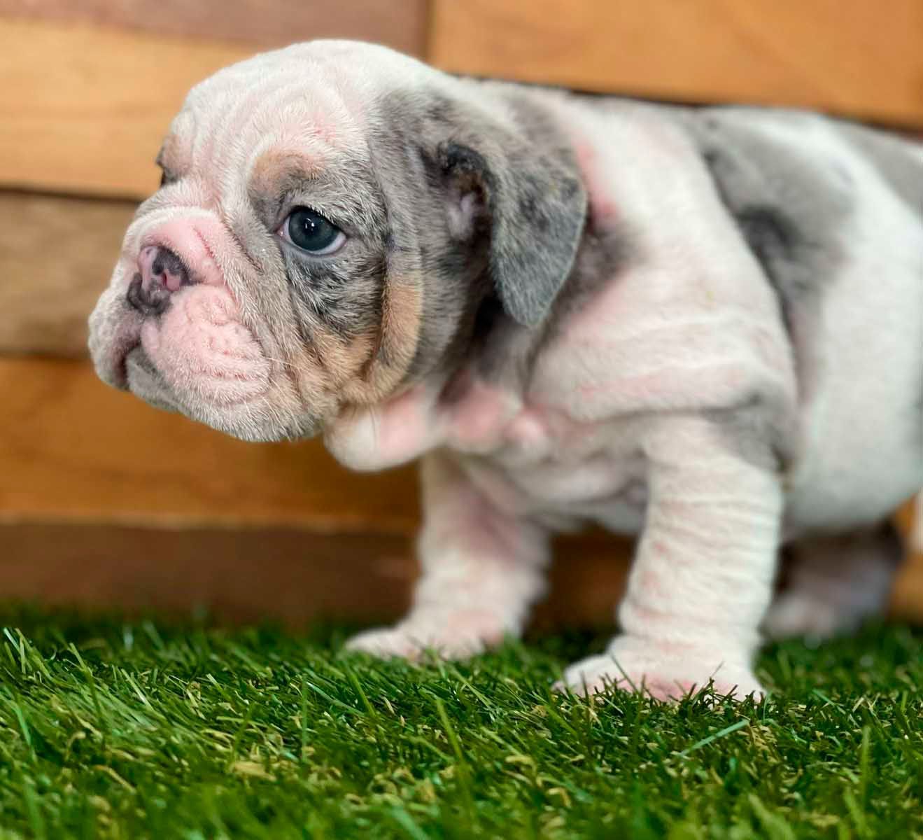 cachorro bulldog ingles