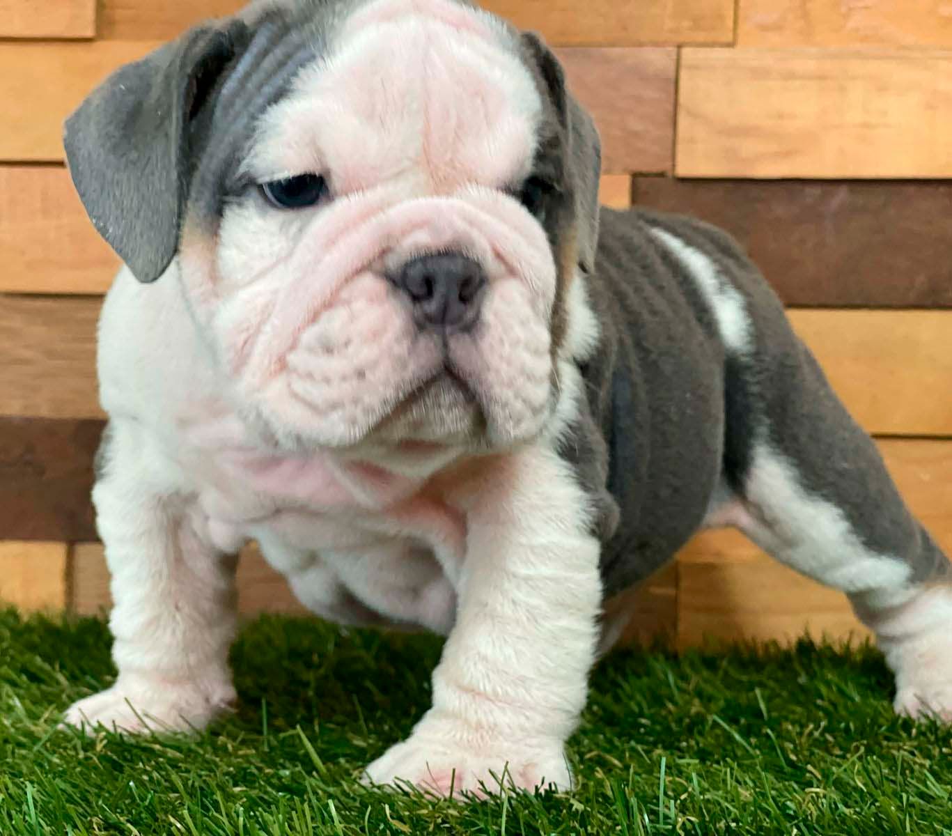 cachorro bulldog ingles