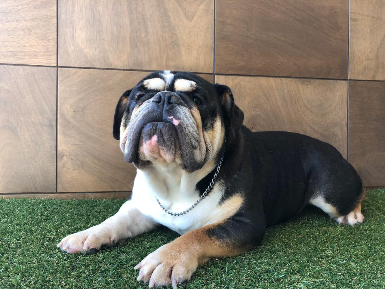 Bulldog ingles en Monterrey