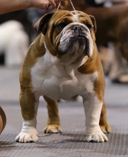 Bulldog ingles con pedigree