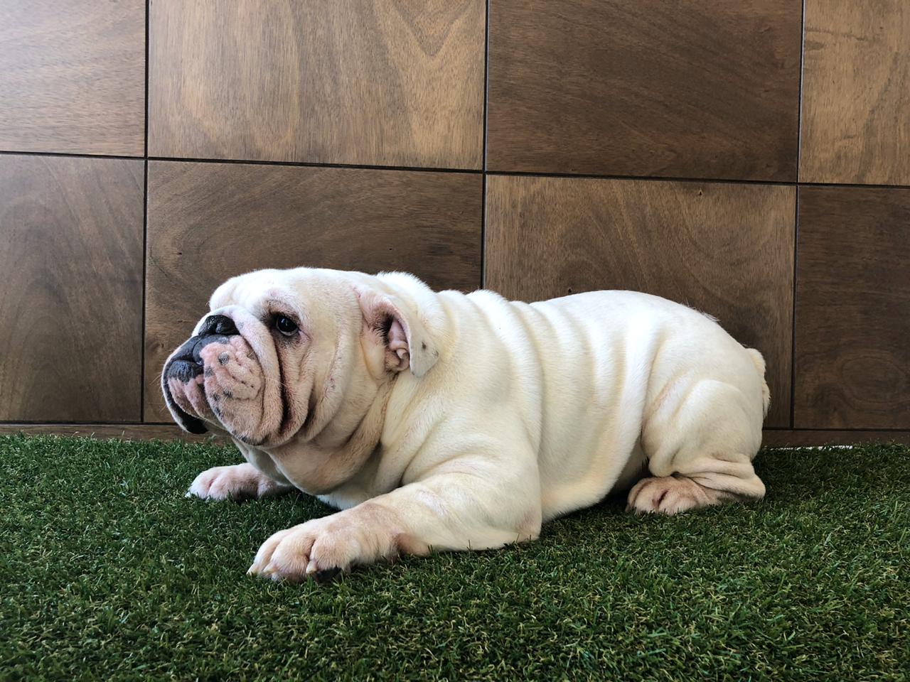 Bulldog ingles en Aguascalientes