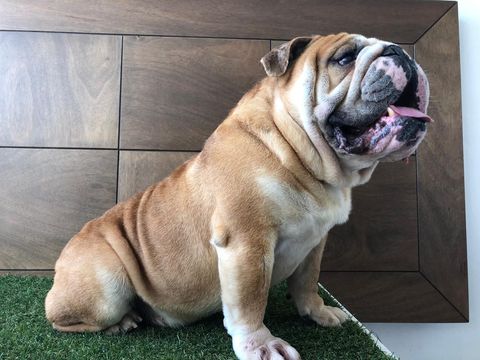 bulldog ingles en torreon