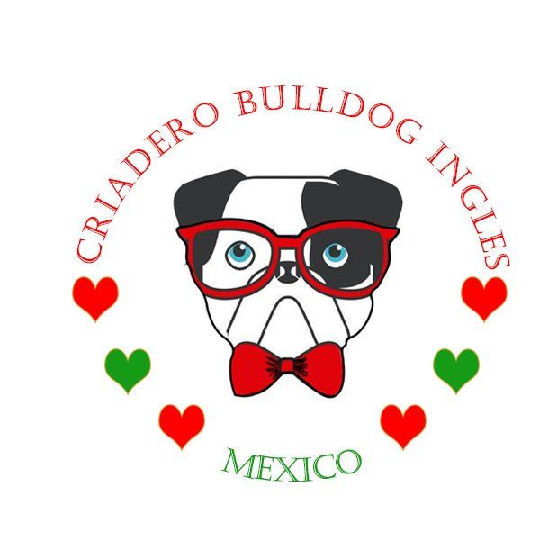 Bulldog ingles en venta logo