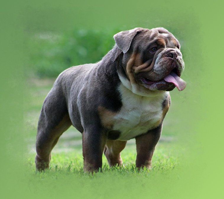 bulldog ingles en venta