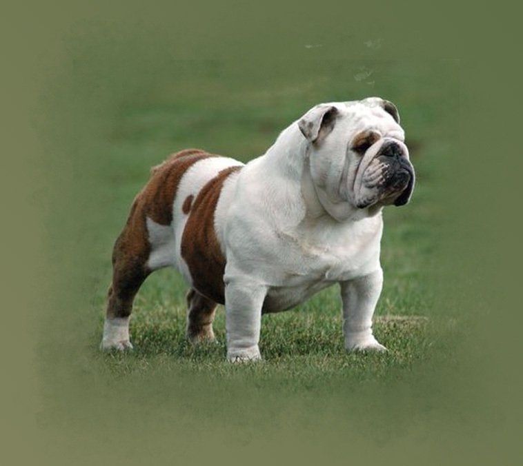 bulldog ingles en venta