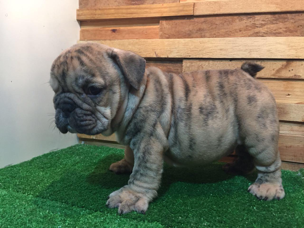 bulldog ingles guadalajara