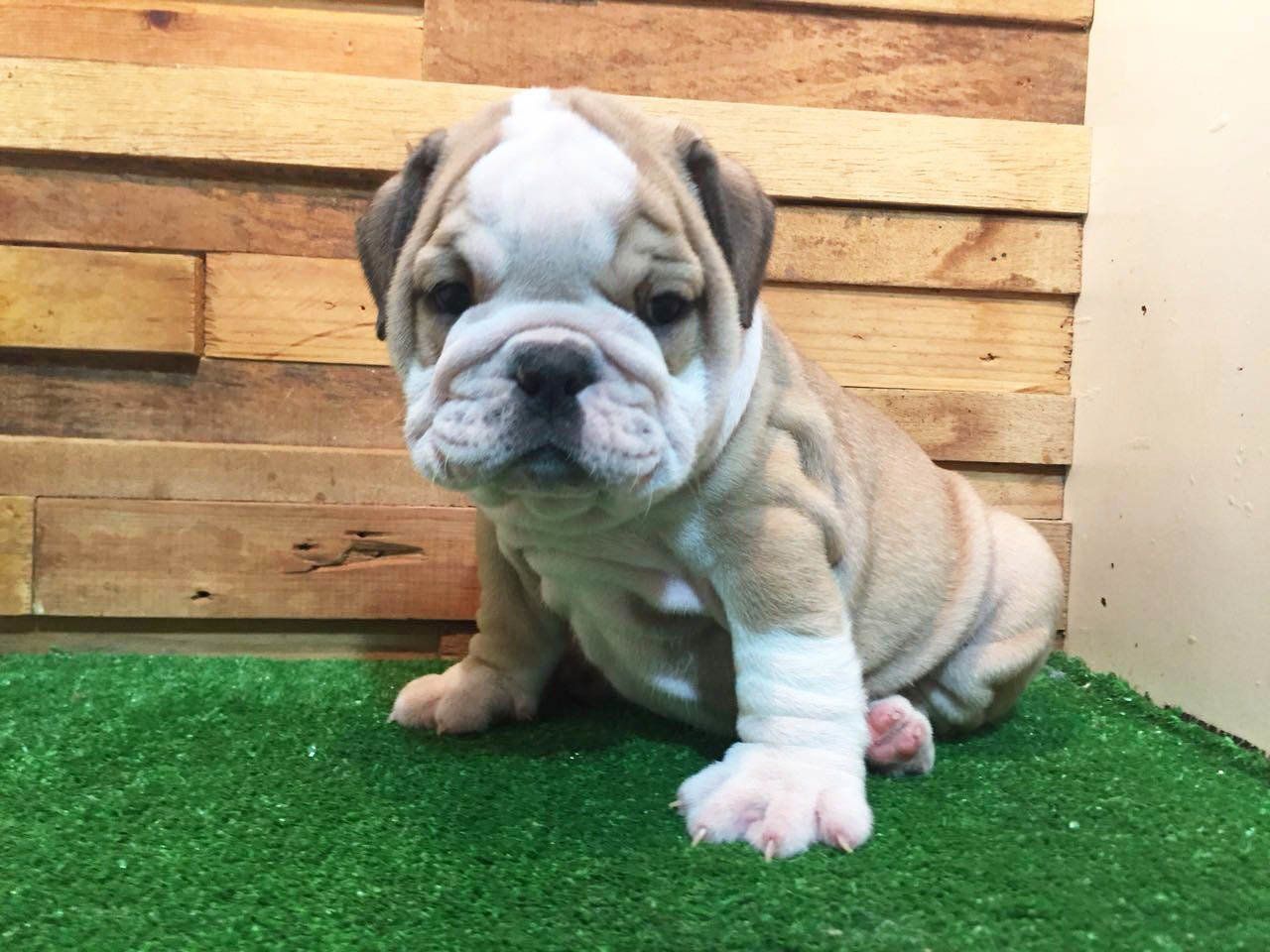 cachorros bulldog ingles en venta