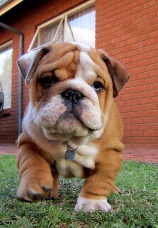 cachorros bulldog ingles venta