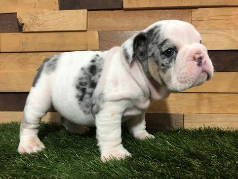 bulldog ingles en Chilpancingo