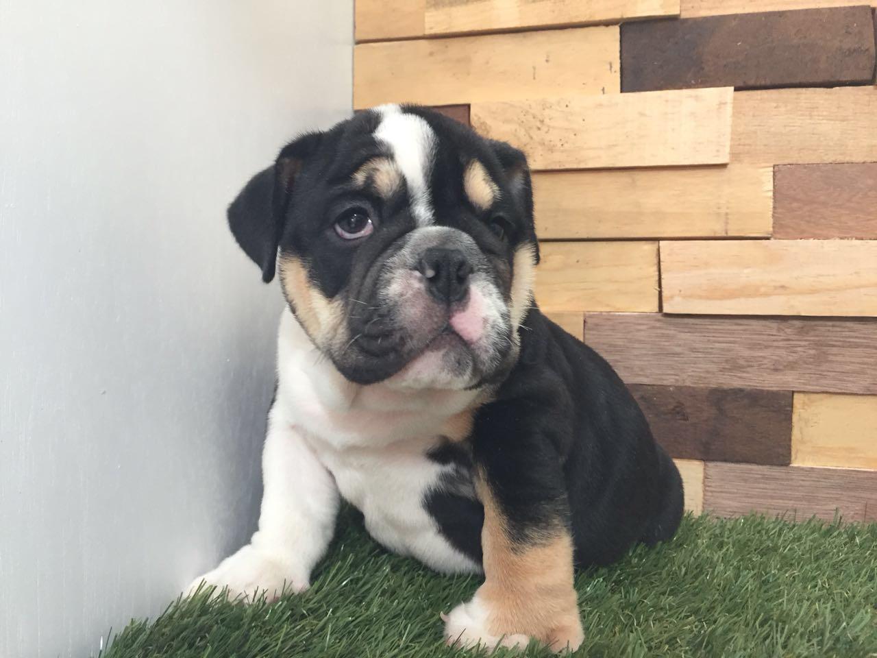 bulldog ingles guadalajara