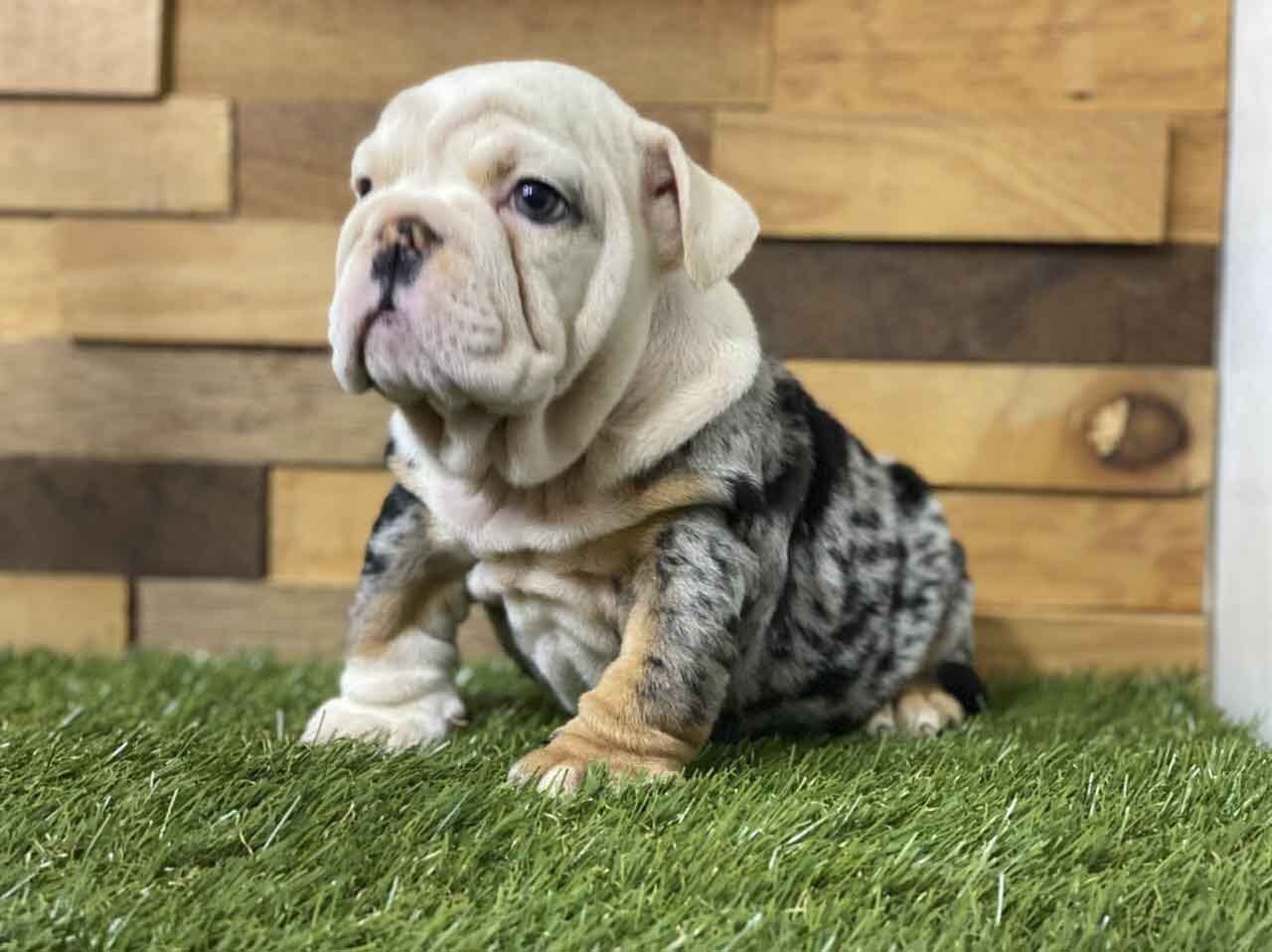 cachorros bulldog ingles en venta