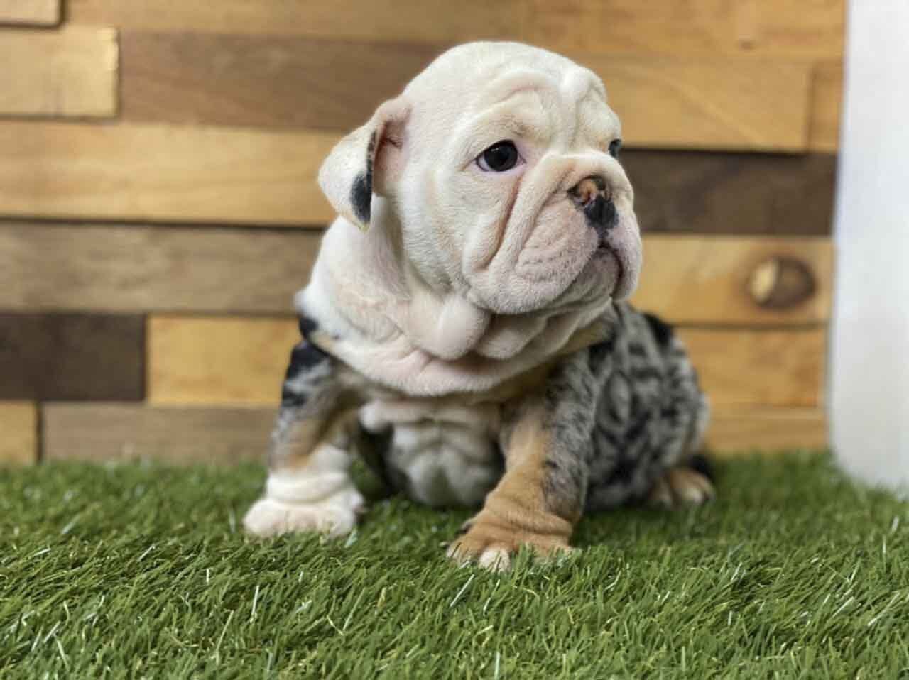 bulldog ingles en venta