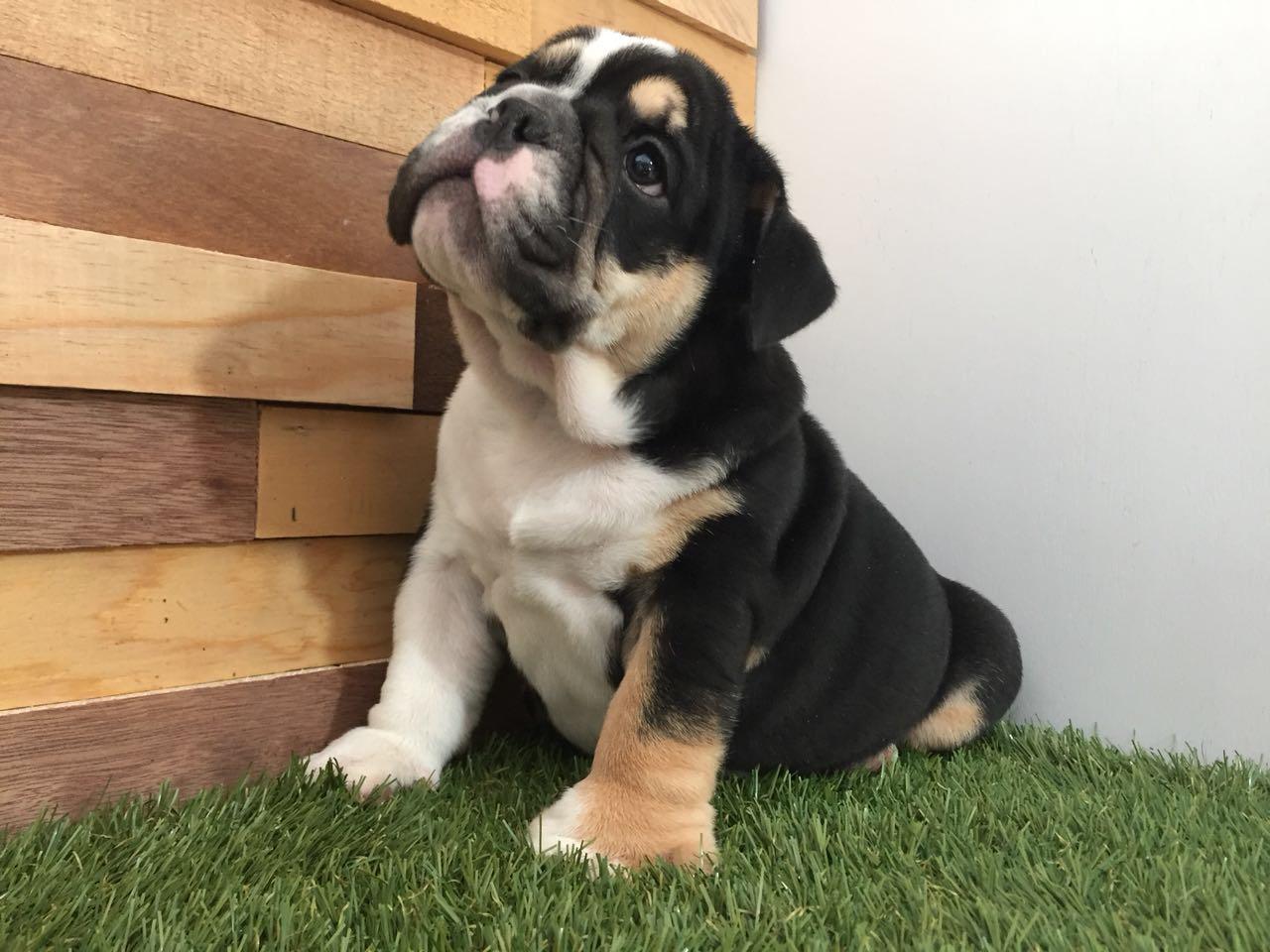 bulldog ingles guadalajara