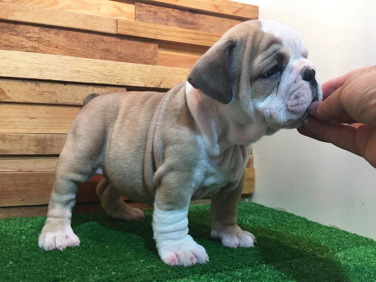 venta de cachorros bulldog ingles