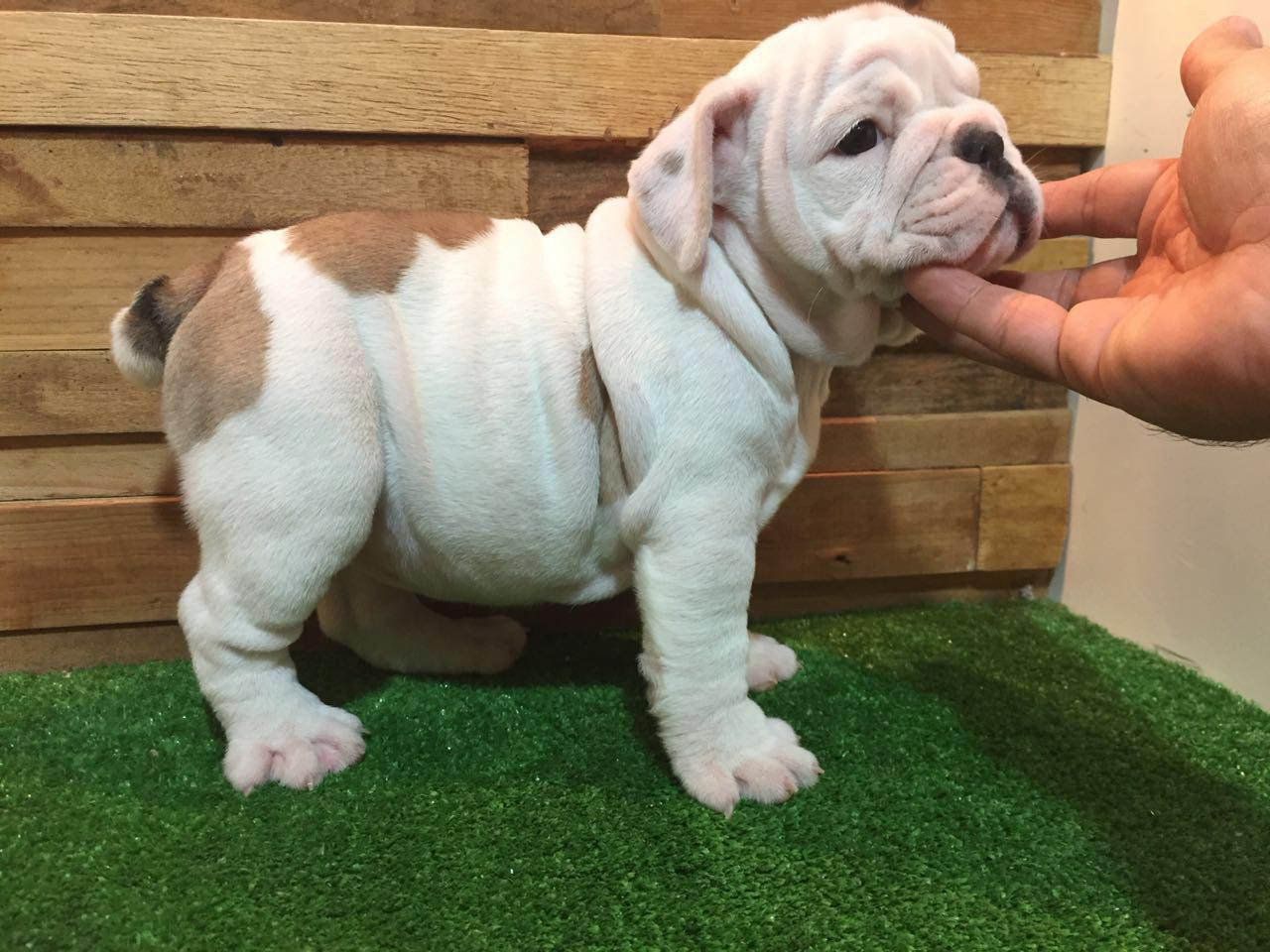 venta de cachorros bulldog ingles