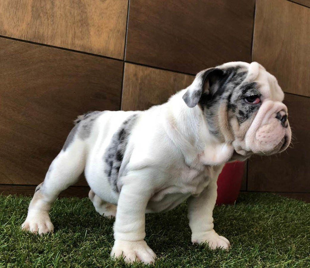 bulldog ingles en venta