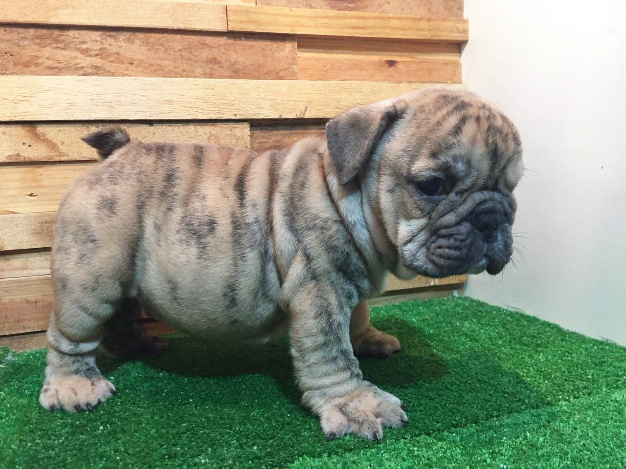 venta de cachorros bulldog ingles