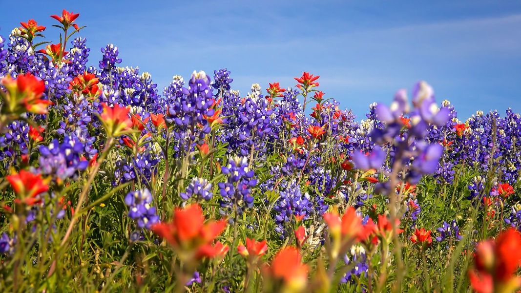 a field of purple and red flowers with a blue sky in the background