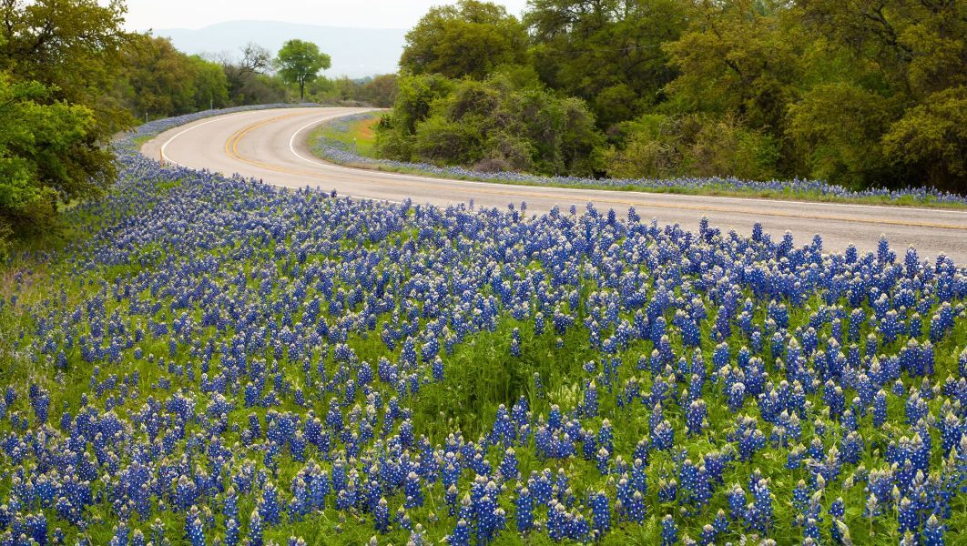 a field of blue flowers along the side of a road