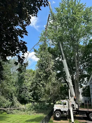 A crane is cutting a tree in a yard.