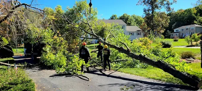 A group of people are standing next to a fallen tree.