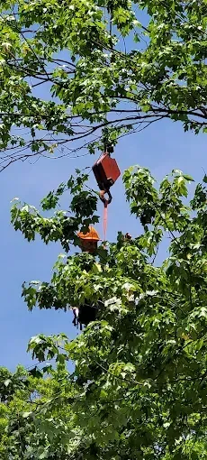 A crane is hanging from a tree branch.