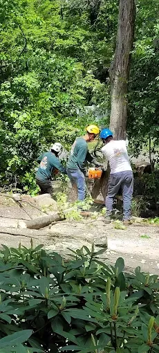 A group of men are cutting down a tree with a chainsaw.