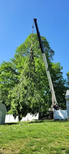 A crane is lifting a large tree in a yard.