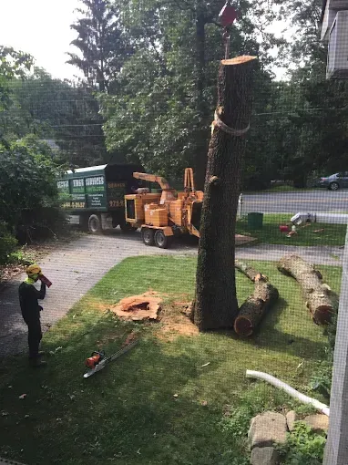A man is standing in front of a tree that has been cut down.