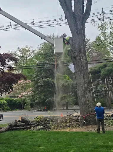 A man is standing in front of a large tree being cut down by a crane.