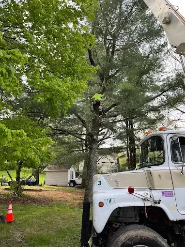 A man is cutting a tree with a crane.